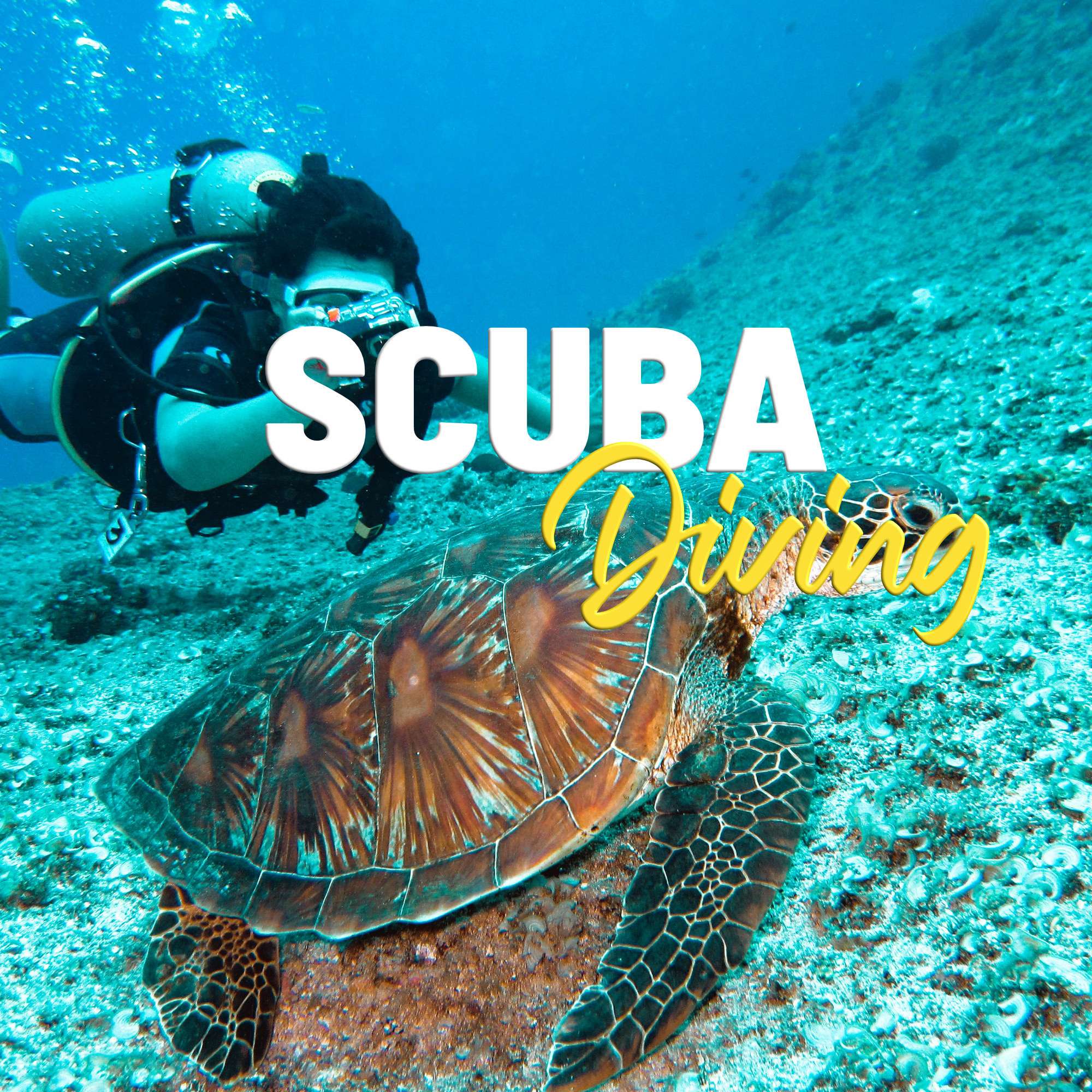 Person with turtle doing scuba diving in Ayia Napa