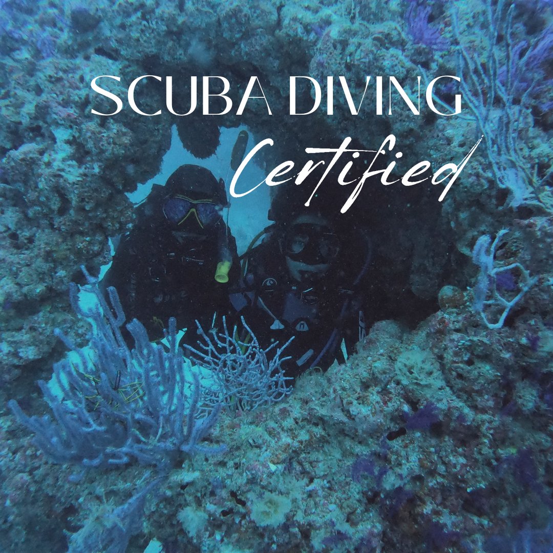 SCUBA DIVING FUJAIRAH (CERTIFIED)