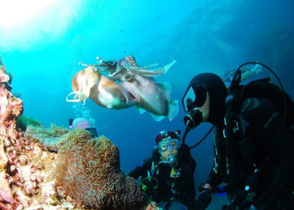 SCUBA DIVING FUJAIRAH (CERTIFIED)