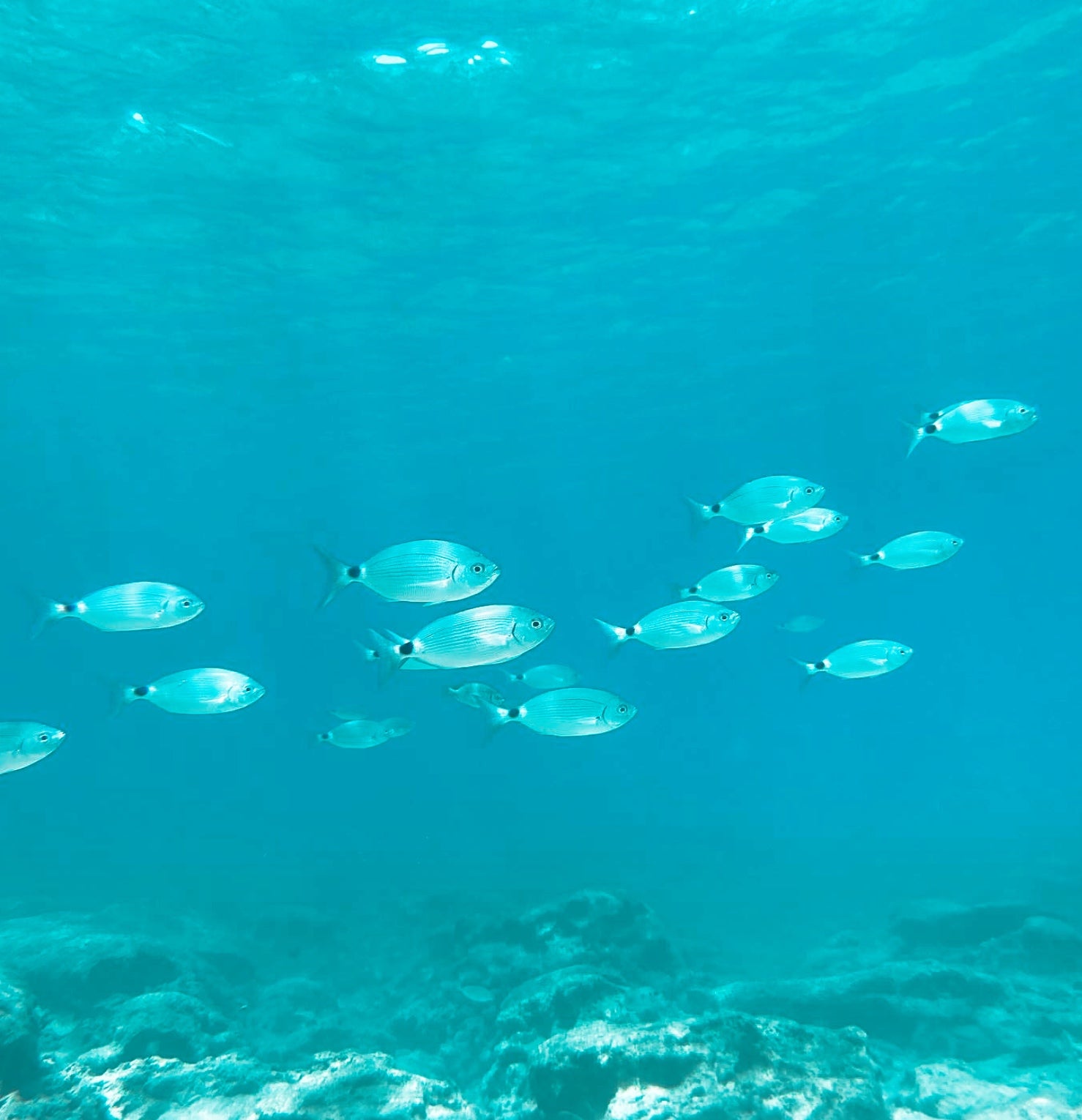 Fishes at green bay in Ayia Napa