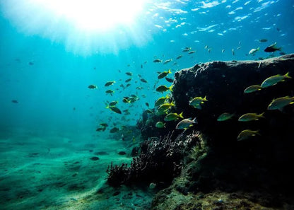 SCUBA DIVING FUJAIRAH (CERTIFIED)