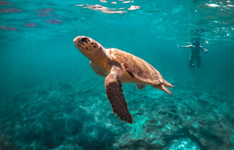 Turtle in Green Bay in Ayia Napa