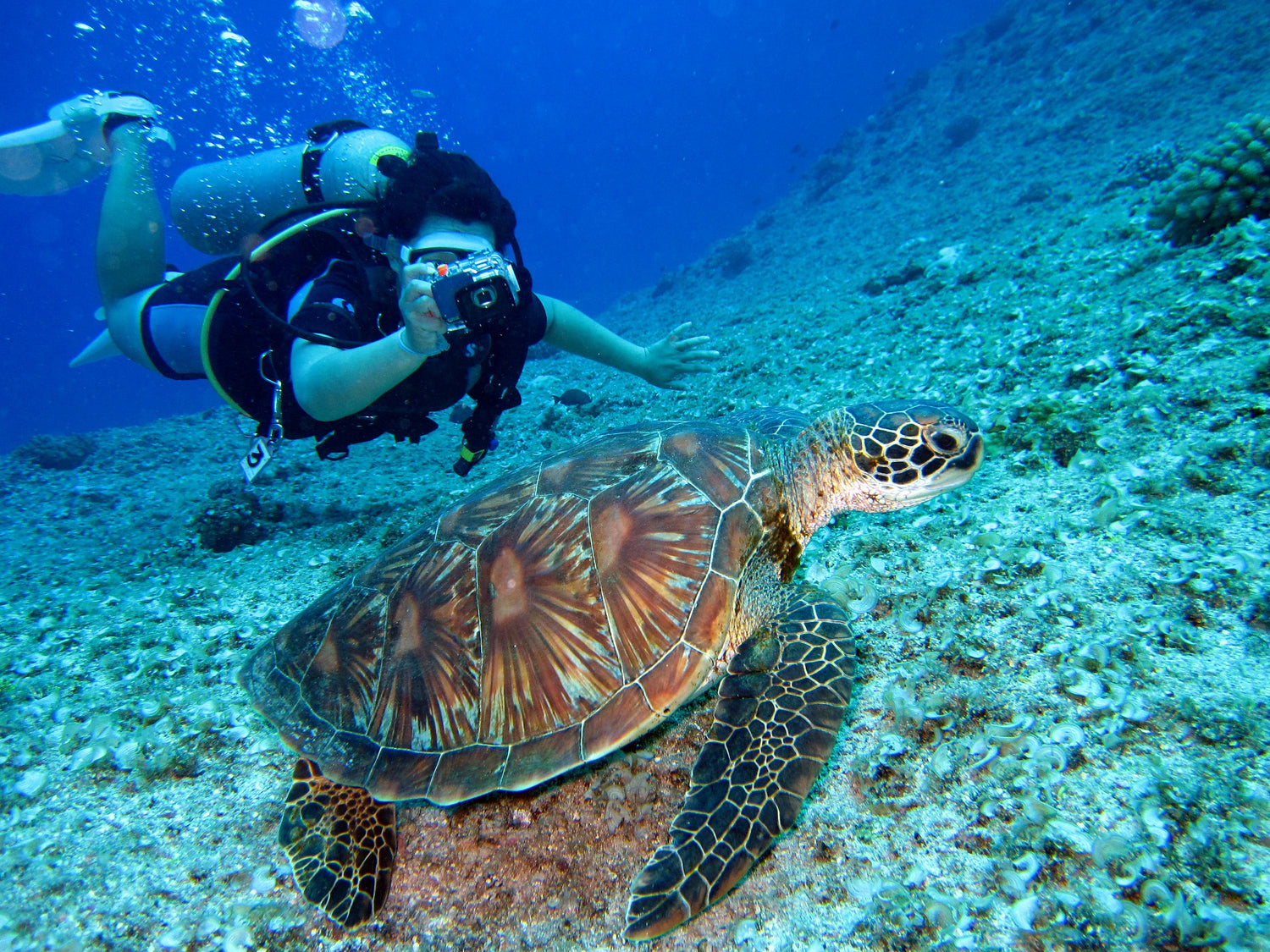 Person with a turtle in Ayia Napa 